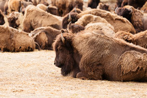 A herd of bison resting.