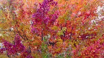 Pan up to brightly colored autumn tree