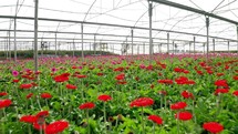 Aerial footage of Gerberas in many colors growing inside a large greenhouse