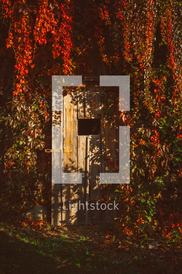 red leaves on vines on a wood shed 