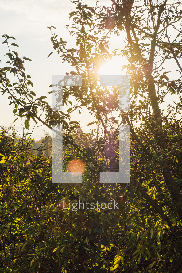 bright sunlight in a forest 