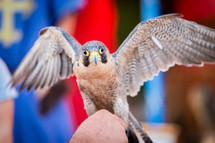 Peregrine Falcon, Bird of prey  with open wings