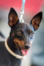 Portrait of miniature pinscher dog. Black pinscher dog