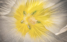 closeup of the center of a flower 