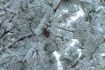 Pinecone on snow-covered pine tree.