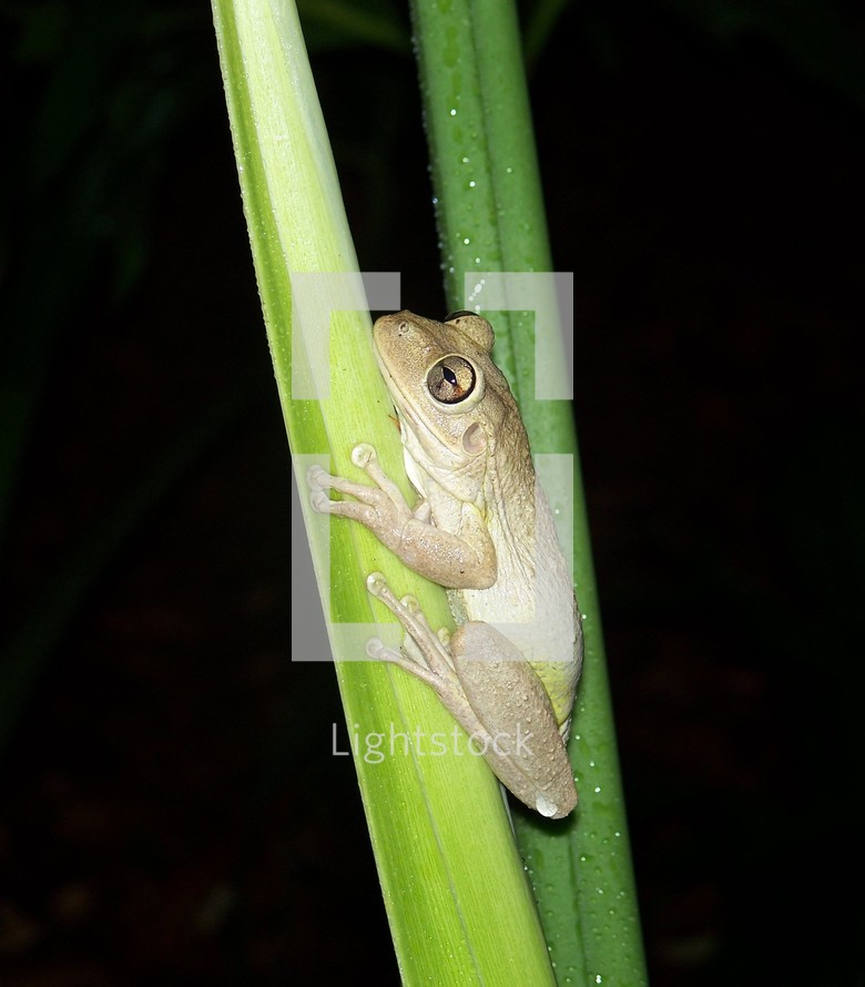 A Tree Frog clings to a blade of tall grass out in the night forest in the woods covered in dew in a tropical rainforest setting.