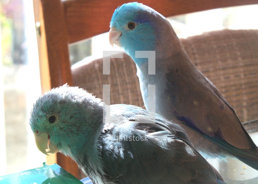 Two Pacific Blue Parrotlets play together on a sunny afternoon with the sun reflecting light in their feathers as they celebrate the coming of Spring, Easter and warm weather. 