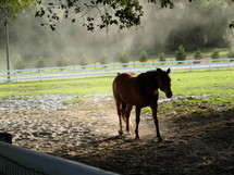 A Horse in a pasture surrounded by a green meadow and white picket fence in central Florida.