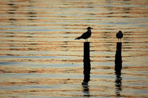 Silhouette of seagulls perched on posts in the water.