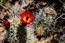 red cactus flower 