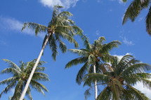 Coconut Palm trees