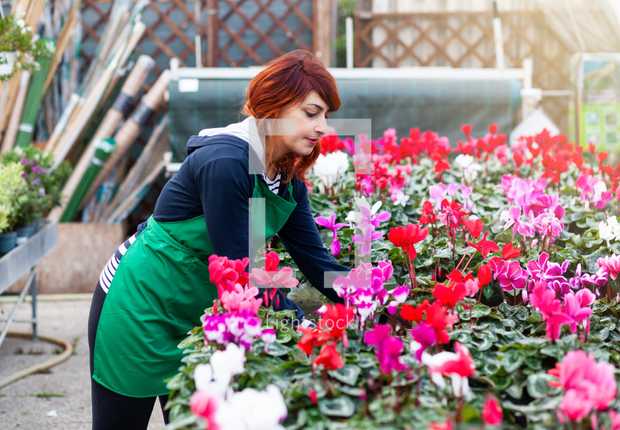 Gardener arranges plants in a nursery inside a greenhouse