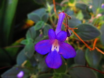 violet flower 
