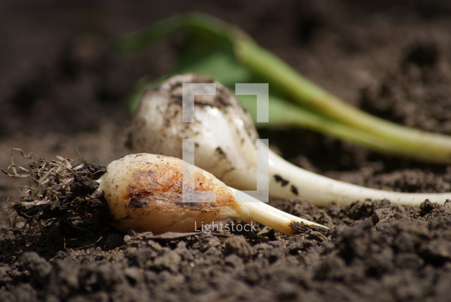green onions in dirt 