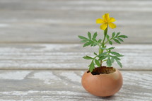 yellow flower Tagetes growing out of broken eggshell on a rustic white wooden table
