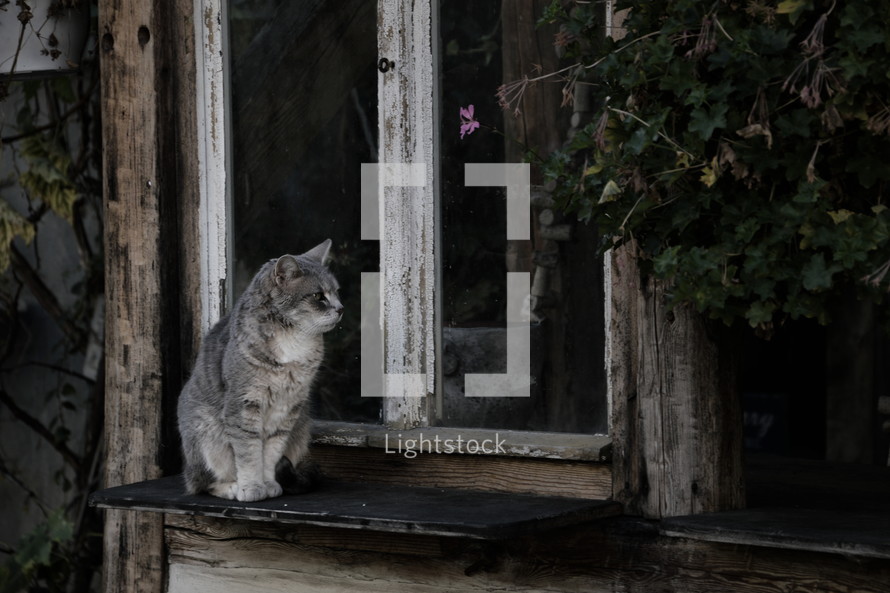 gray cat sitting on an old wooden windowsill