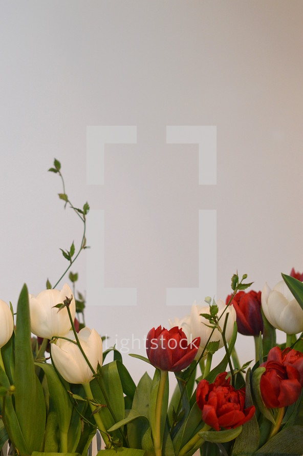 Row of red and white tulips in front of a white background. 
