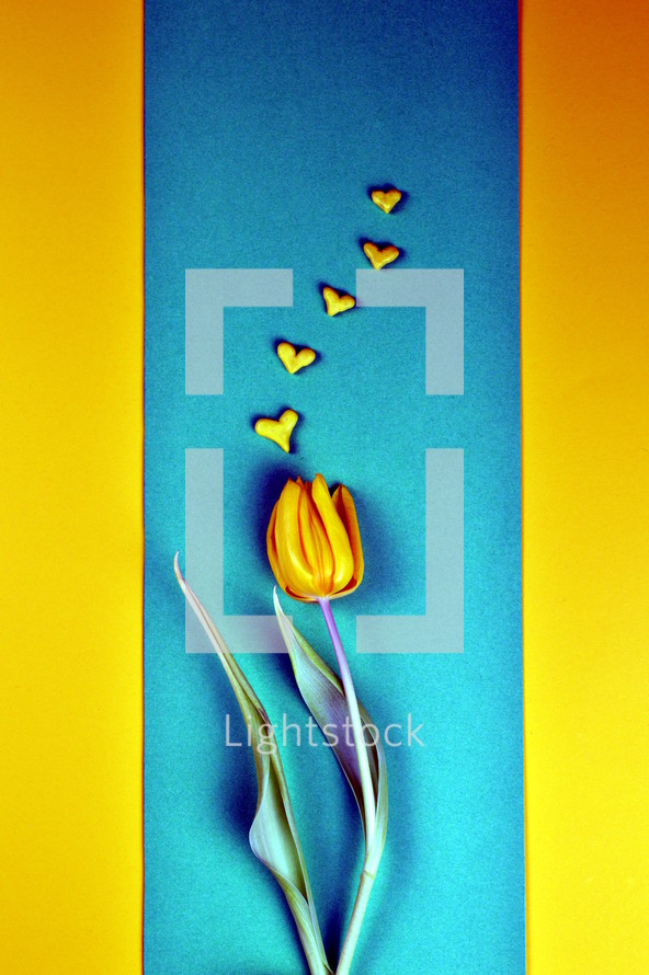 yellow tulip on blue and yellow 