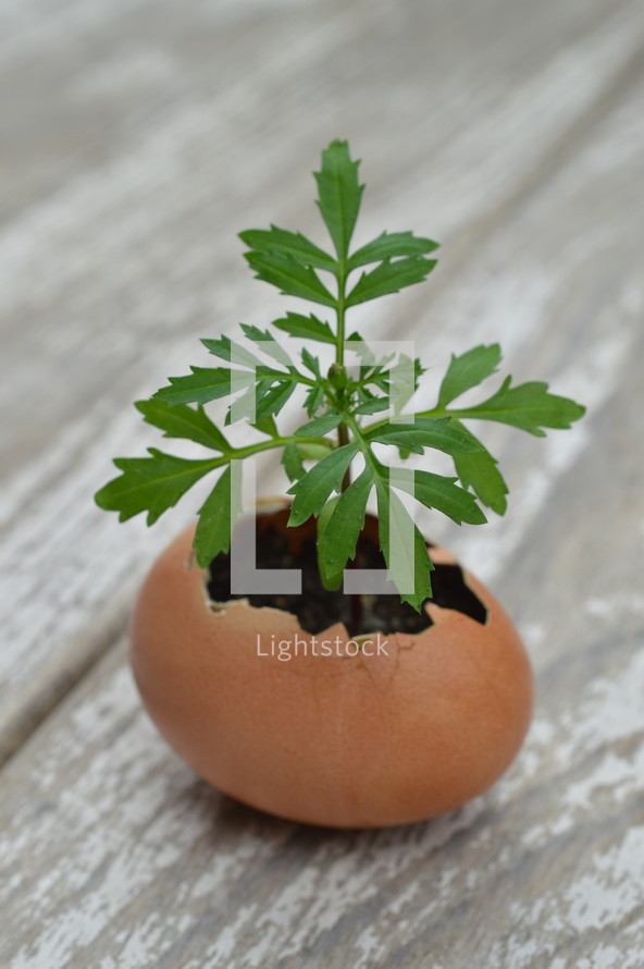 new little plant growing out of broken eggshell on a rustic white wooden table