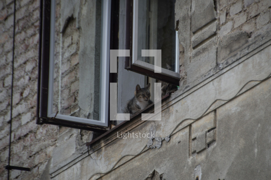 cat in an opened window 