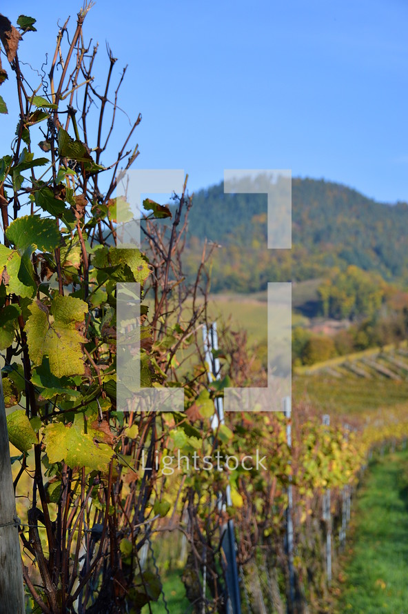 vineyard in the bright colors of autumn. 
