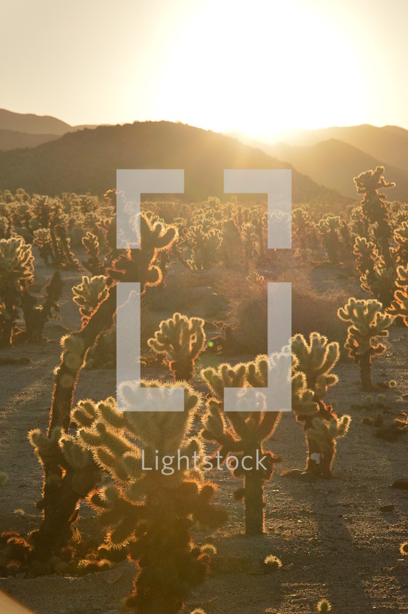 cactus in the wilderness with backlight. 
wilderness, desert, waste, wasteland, cactus, cacti, cactuses, thorn, sting, spike, aculeate, prickle, plant, vegetation, eremic, deserticolous, dry, dead, bleak, barren, prepare, preparation, prep, devoid, empty, flat, hill, sand, dryly, drily, withered, sere, desiccated, dried up, deserted, lonely, solitary, alone, desolate, lonesome, isolated, isolation, forlorn, quiet, silence, rest, tranquility, quietness, Moses, trek, tramp, peregrination, long, hot, way, backlight, frontlighting, contre-jour, light, sun, sunshine, evening, sundown, sunset, shining, shine, burn, gleam, gleaming, glow, glowing, blaze, radiance, luminescence, brilliance, illuminated, illuminate, illuminating, illumination, yellow, orange