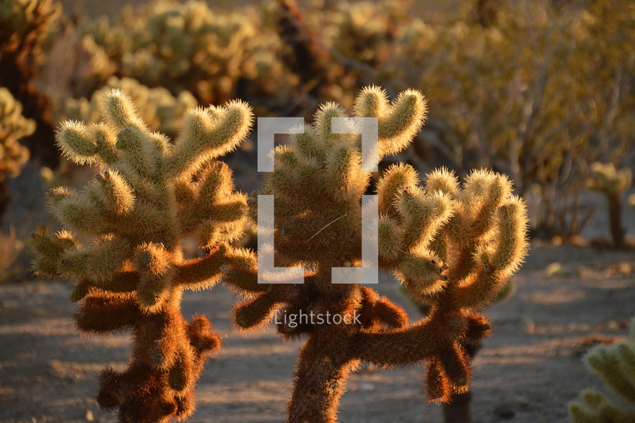 cactus in the wilderness with backlight. 
wilderness, desert, waste, wasteland, cactus, cacti, cactuses, thorn, sting, spike, aculeate, prickle, plant, vegetation, eremic, deserticolous, dry, dead, bleak, barren, prepare, preparation, prep, devoid, empty, flat, hill, sand, dryly, drily, withered, sere, desiccated, dried up, deserted, lonely, solitary, alone, desolate, lonesome, isolated, isolation, forlorn, quiet, silence, rest, tranquility, quietness, Moses, trek, tramp, peregrination, long, hot, way, backlight, frontlighting, contre-jour, light, sun, sunshine, evening, sundown, sunset, shining, shine, burn, gleam, gleaming, glow, glowing, blaze, radiance, luminescence, brilliance, illuminated, illuminate, illuminating, illumination, yellow, orange, pointed, spiky, peaked, sharp