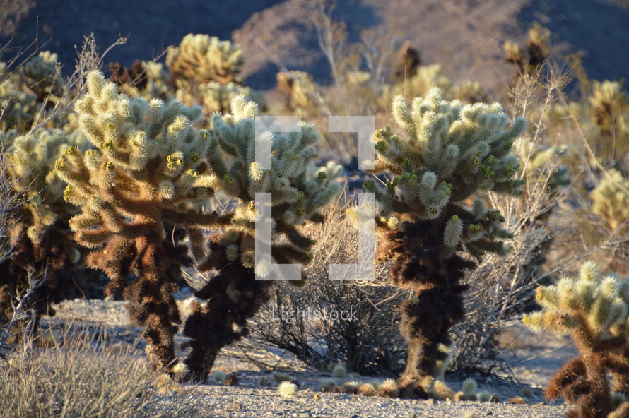 cactus in the wilderness. 
wilderness, desert, waste, wasteland, cactus, cacti, cactuses, thorn, sting, spike, aculeate, prickle, plant, vegetation, eremic, deserticolous, dry, dead, bleak, barren, prepare, preparation, prep, devoid, empty, flat, hill, sand, dryly, drily, withered, sere, desiccated, dried up, deserted, lonely, solitary, alone, desolate, lonesome, isolated, isolation, forlorn, quiet, silence, rest, tranquility, quietness, Moses, trek, tramp, peregrination, long, hot, way, light, sun, sunshine, evening, sundown, sunset, shining, shine, yellow, orange, green