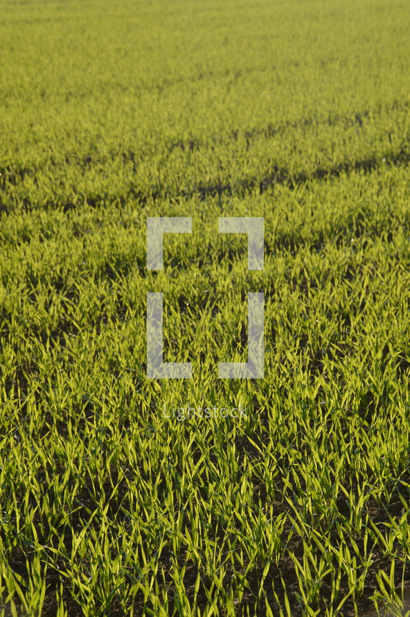 field of crops 