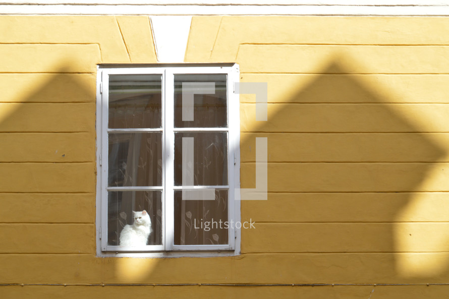 white cat in a window 