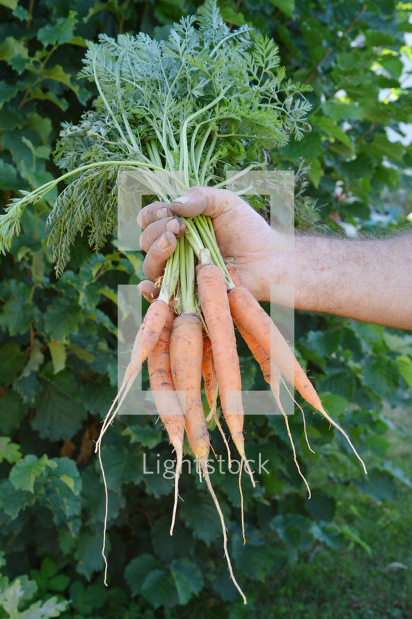 a man getting carrots out of a garden 