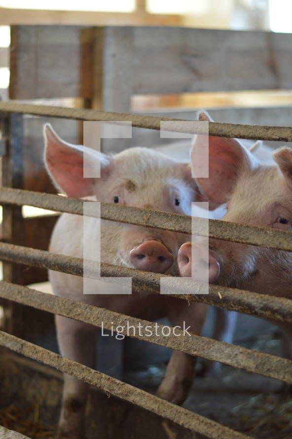 cute pigs in a pigsty as symbol for the prodigal son