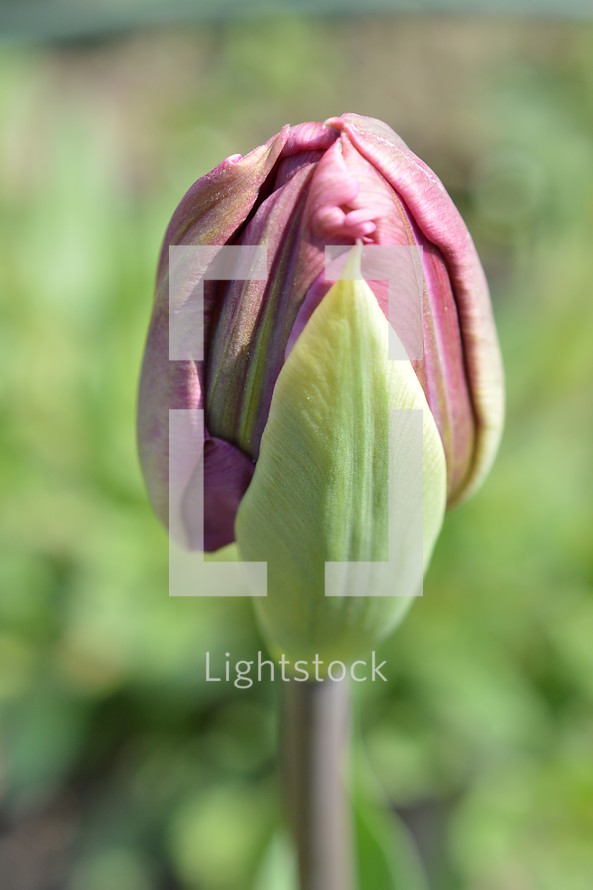 tulip flower bud 
