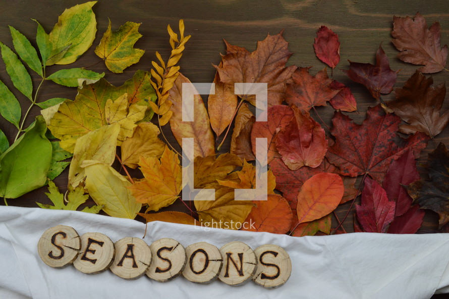 colorful autumn leaves in color gradient on brown wood with the word SEASONS in wooden pieces on white cloth