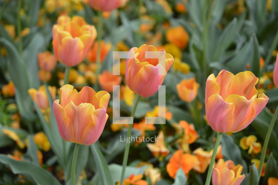 orange tulips 