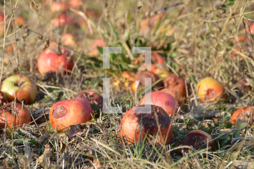 rotting apples on the ground 
