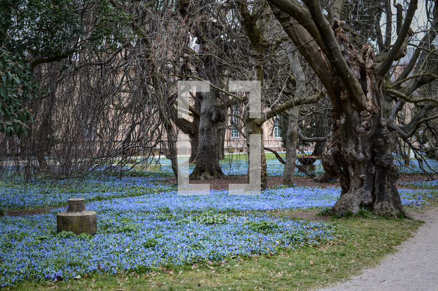 field of blue flowers 