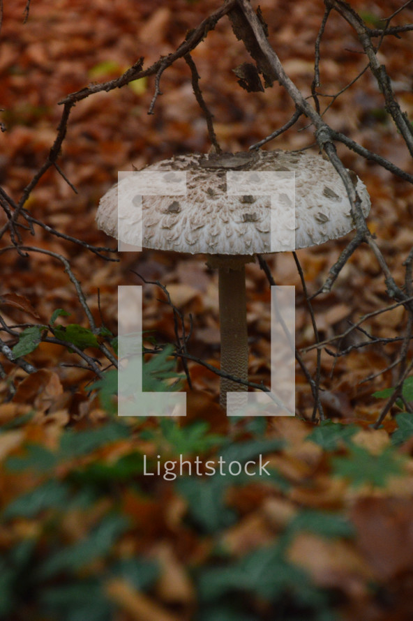 mushroom in a forest 