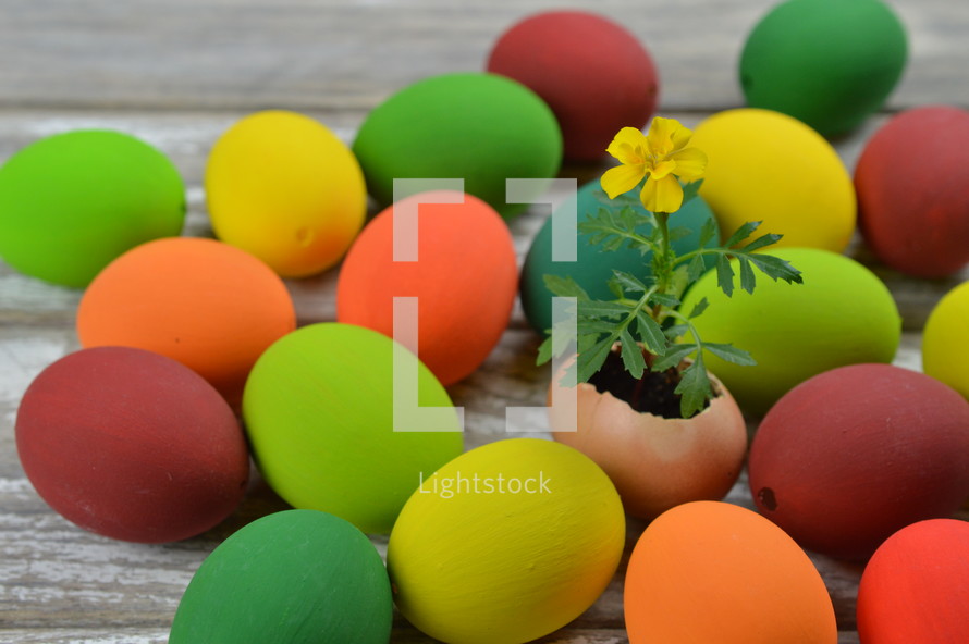 yellow flower Tagetes growing out of broken eggshell in the middle of many colorful multicolored Easter eggs on a white wooden table