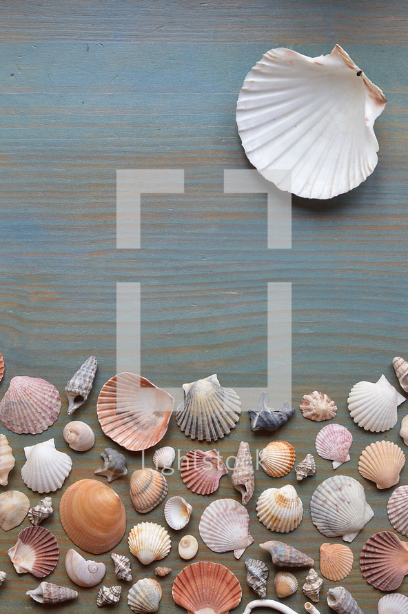variety of seashells on cyan wooden plank