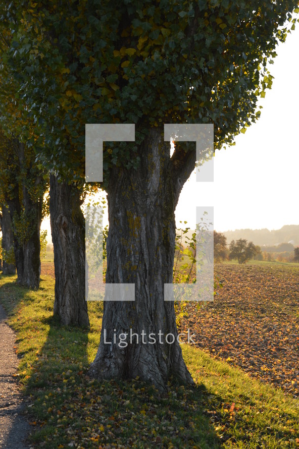 alley of old cottonwood trees in front of an autumn landscape