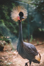 Grey crowned crane 