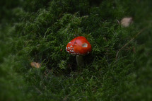 mushroom and moss 