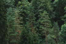 Evergreen trees in the forest