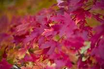 red leaves on a tree 