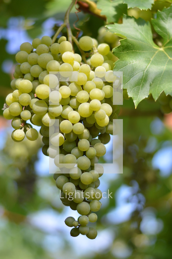 vines with fruits. 
