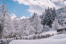 Snowy trees and an old wooden fence