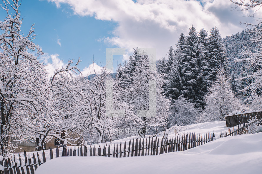 Snowy trees and an old wooden fence