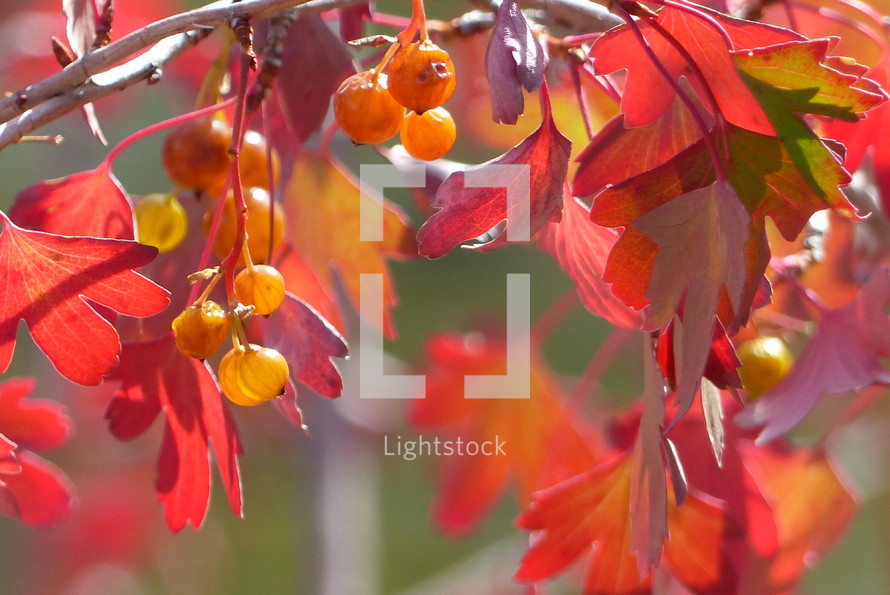 red leaves and berries on branches in bright sunlight