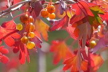 red leaves and berries on branches in bright sunlight
